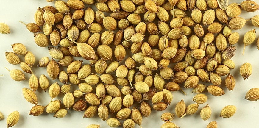 Coriander Seeds